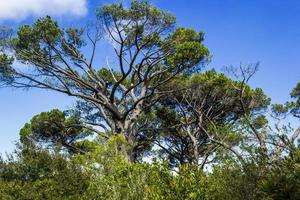 Huge South African trees in Kirstenbosch Botanical Garden, Cape Town. photo