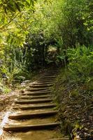 sendero sendero para caminar en el bosque del jardín botánico nacional kirstenbosch. foto