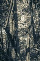 Tropical jungle plants trees walking trails Muyil Mayan ruins Mexico. photo