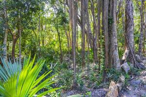 Tropical plants walking path natural jungle forest Puerto Aventuras Mexico. photo