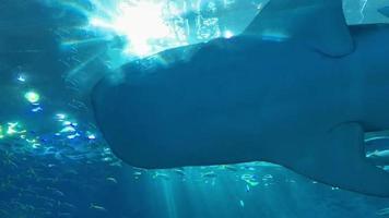 desde abajo, la ballena tiburón de primer plano y muchos peces nadan lentamente alrededor del agua en la parte superior del acuario video
