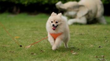 4k video, Looks at Camera cutest little Pomeranian dog. Walking cute pet in nature, close-up round animal funny face in park on sunny summer day. video