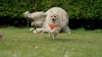 Video de 4k, mira a la cámara el perrito pomeraniano más lindo. caminando linda mascota en la naturaleza, cara divertida de animal redondo de primer plano en el parque en un día soleado de verano.