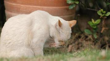 Vidéo 4k, un chat blanc assis dans le parc nettoie sa propre fourrure. animaux de compagnie moelleux le jour d'été ensoleillé. nettoyage de chaton léchant son propre pied moelleux. video