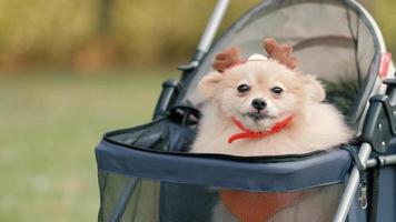 4k video, Close up tracking Cute Little Pomeranian Dog in pet stroller walk in a city park, Pets Fluffy on Sunny Summer Day.