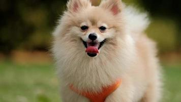 4k video, Looks at Camera cutest little Pomeranian dog. Walking cute pet in nature, close-up round animal funny face in park on sunny summer day. video