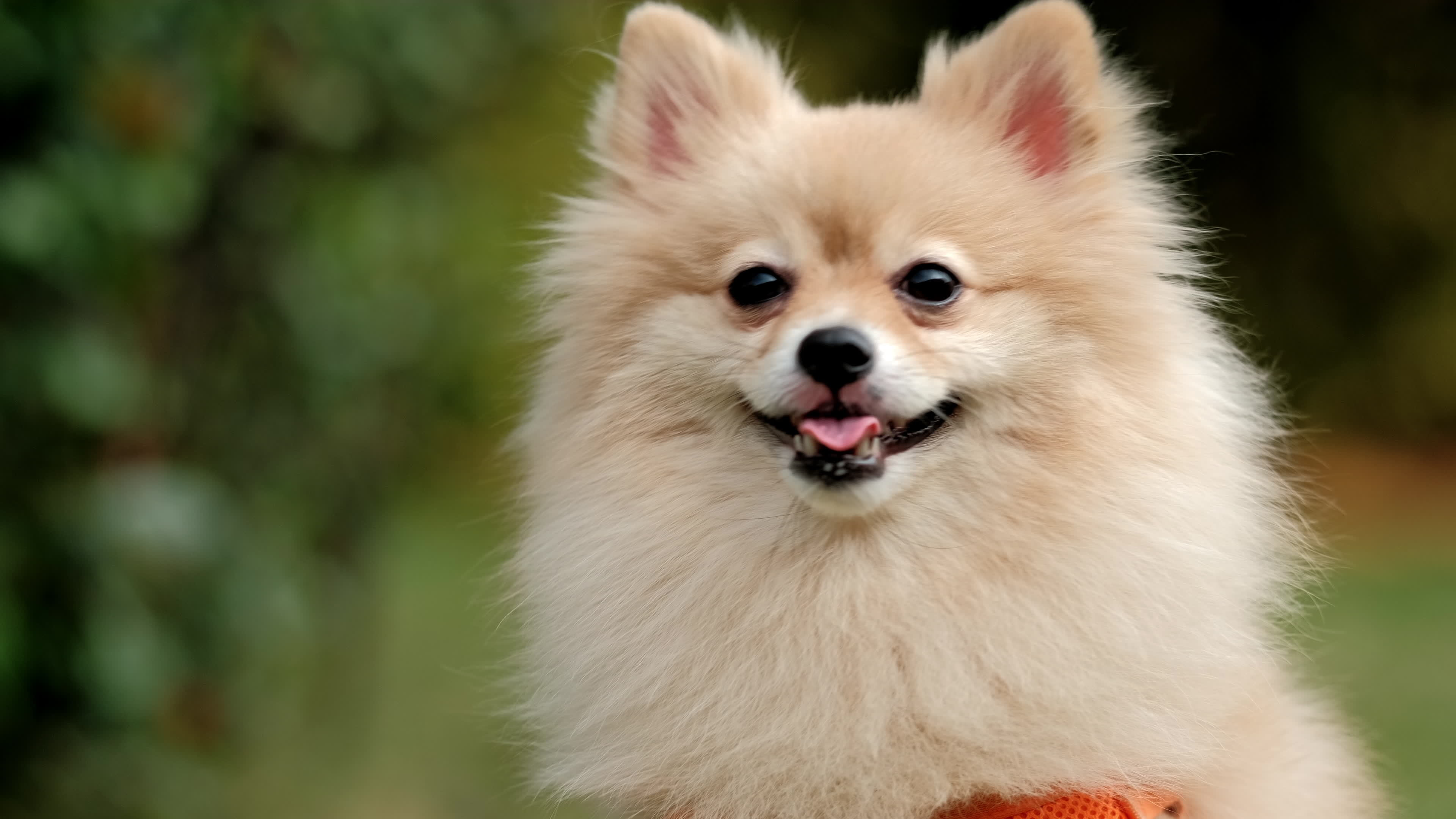 4k video, Looks at Camera cutest little Pomeranian dog. Walking cute pet in  nature, close-up round animal funny face in park on sunny summer day.  7423096 Stock Video at Vecteezy