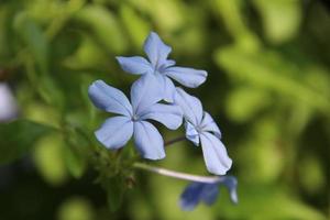 Light blue flower of Cape Leadwort or White plumbago blooming and blur green leves background. photo