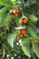 Los frutos jóvenes y viejos del árbol de madera de bala están en la rama.