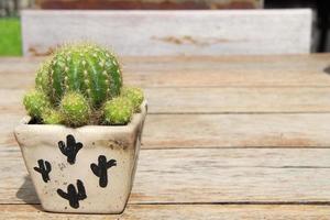 Discocactus cactus in white pot on pale wood table. photo