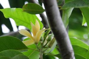 la flor amarilla clara de la champaka blanca está floreciendo en la rama y el fondo de hojas verdes, tailandia. otro nombre es sándalo blanco o árbol de orquídeas de jade blanco, tailandia. foto