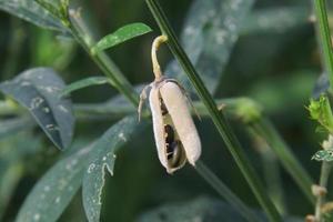 Light brown split pod of Sunn Hemp is on branch and blur green leaves background. Seeds are in split pod. Another name of Sunn Hemp is Indian Hemp or Madras Hemp, Thailand. photo