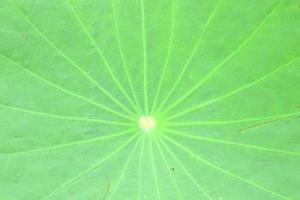 Light green leaf of lotus.