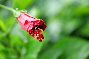 flor roja joven de rosa china o hibisco y fondo verde brillante borroso. foto