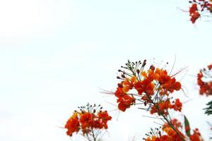 las flores anaranjadas y los capullos del árbol de llamas o la poinciana real están sobre pinceles y fondo de cielo blanco. foto