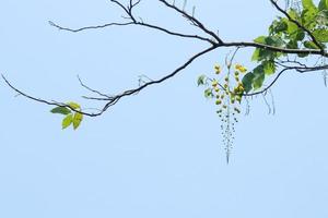 rama de flor de lluvia dorada y cielo azul claro. foto