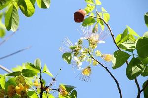 Flower of crateva blooming on branch with green leaves and light blue sky background, Thailand. photo