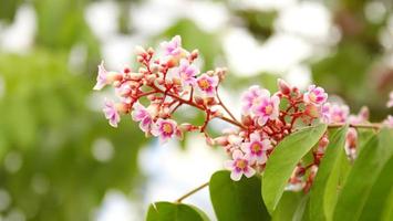 Pink purple flowers of starfruit or carambola on branch and blur leaves, Thailand. photo