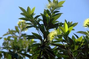 Light yellow and bright flower of Golden Penda or Expo Gold is blooming on branch and blur tree top with blue sky background. photo