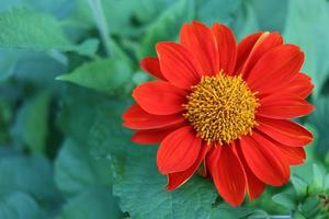 Top view, bright red Mexican sunflower blooming and blur green leaves background. photo