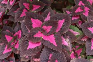 Painted Nettle background, top view coleus background. photo