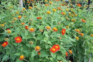 Brush of red Mexican sunflower blooming. photo