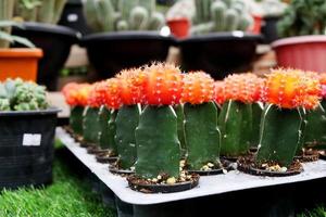 las filas de cactus de gimnocalicio naranja están en un plato de vivero blanco y tienen un fondo borroso. foto