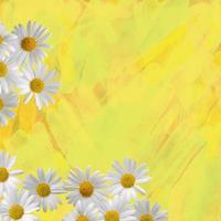 margarita manzanilla flores blancas fondo textura marco borde amarillo color