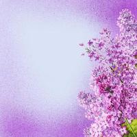 Flowers lilac on a purplebackground glitter texture background ,spring flowers, summer, wedding card
