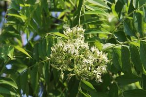 White flowers of curry leaves are blooming on branch and branches of green leaves background. photo