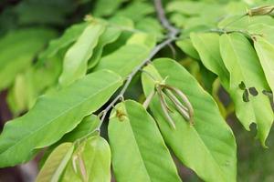 rama de desmos chinensis lour. en tailandia, hojas verdes y flores jóvenes. foto