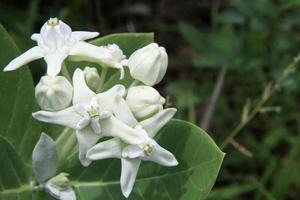 White bud and blooming flower of Giant Indian Milkweed or Gigantic Swallowwort on branch and light green leaves background, Thailand. photo