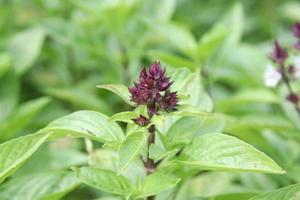 Shoot of Thai basil or sweet basil, purple buds and leaves and blur green leaves background, Thailand. photo