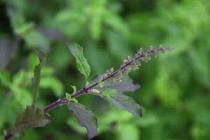 Branch of Holy Basil and blur green background , leaves and young flower, Thailand. photo