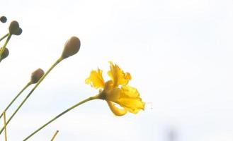 una flor amarilla y capullos del árbol de llamas o poinciana real y un fondo de cielo blanco brillante. foto