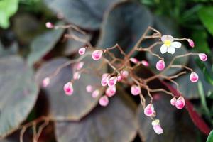 Bright pink bud on branch of Begonia and blur dark leaves background. photo