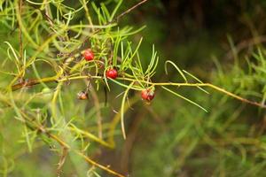 Red fruit of Shatavari on branch and blur background in rainy day. photo