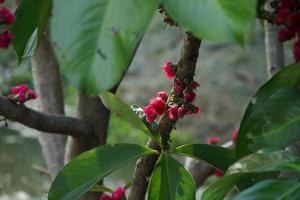 Bright pink flower of Malay apple are on branch and blur dark green leaves, Thailand. photo