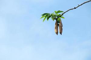 la fruta marrón clara del árbol kapok está colgando en la rama y el fondo del cielo azul claro, tailandia. foto