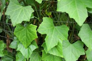 Green leaves of Ivy Gourd or Coccinia, Thailand. Coccinia's leaf is ingredient of Thai soup and hight iron mineral. photo