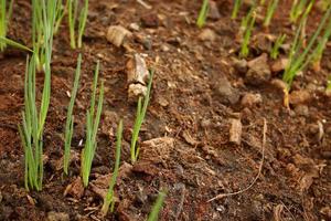 Organic spring onion or green onion are growing on land in rural of Thailand. Thai people used raw and cooked green onion in many Thai food. photo