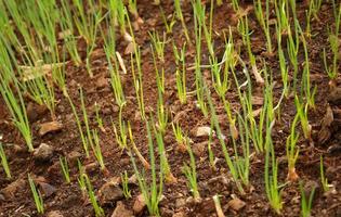 Organic spring onion or green onion are growing on land in rural of Thailand. Thai people used raw and cooked green onion in many Thai food. photo