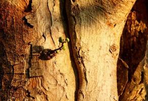 Fruits of Cluster fig on branch and bark. photo