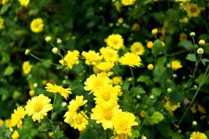 Bright yellow flower of Chinese Chrysanthemum or mums blooming on branch in field and blur background.