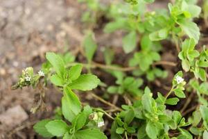 hojas verdes de stevia en el árbol superior y fondo borroso. otro nombre es candyleaf, sweetleaf o sugarleaf. foto