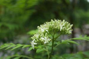 Flowers of curry leaves on branch, young flower and some flower blooming and blur green background. photo
