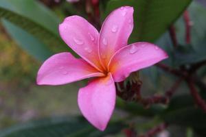 la flor de la plumeria rosa está en la rama y el fondo de las hojas verdes, las gotas están en la flor y las hojas. otro nombre es frangipani, leelawadee, lunthom, árbol del templo. foto