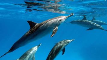 Dolphins. Spinner dolphin. Stenella longirostris is a small dolphin that lives in tropical coastal waters around the world. photo