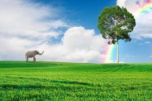 An elephant walks alone in the meadow. Forest conservation concept for elephants photo