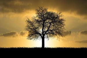 Silhouette Trees in the meadow with beautiful natural light. for use as a background photo